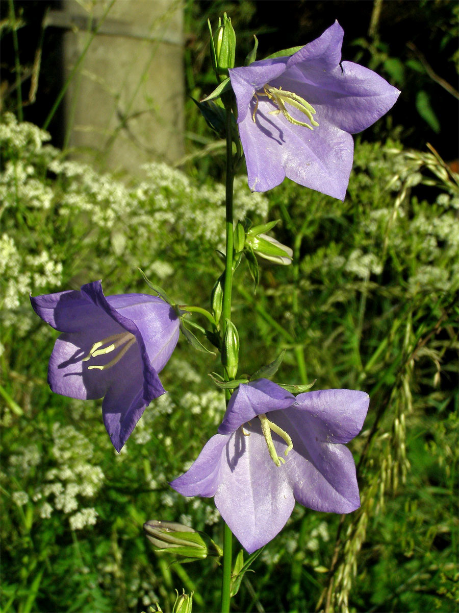 Zvonek broskvolistý (Campanula persicifolia L.)