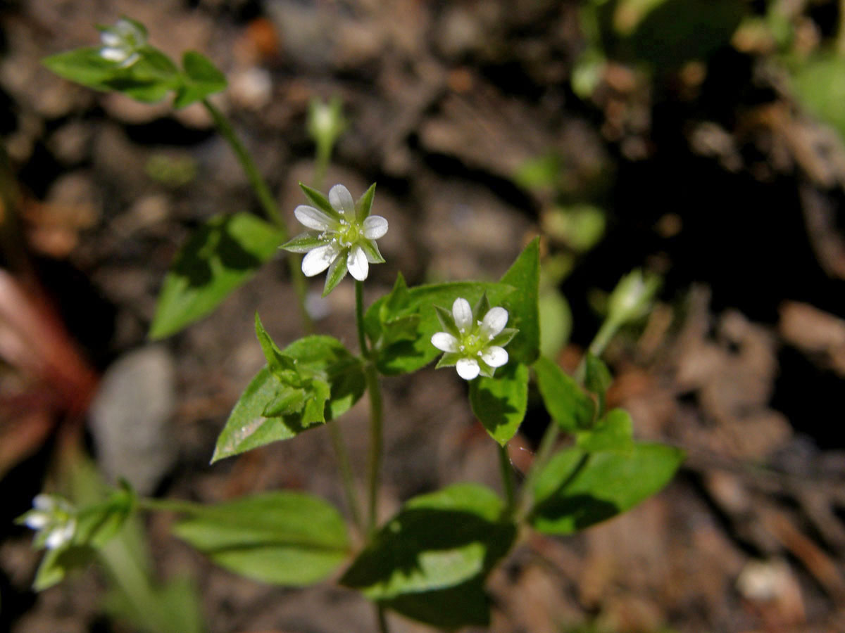 Mateřka trojžilná (Moehringia trinervia (L.) Clairv.)