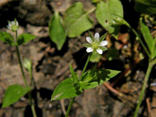 Mateřka trojžilná (Moehringia trinervia (L.) Clairv.)