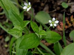 Mateřka trojžilná (Moehringia trinervia (L.) Clairv.)