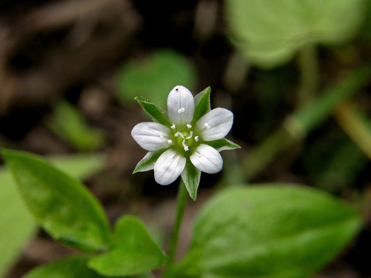 Mateřka trojžilná (Moehringia trinervia (L.) Clairv.)