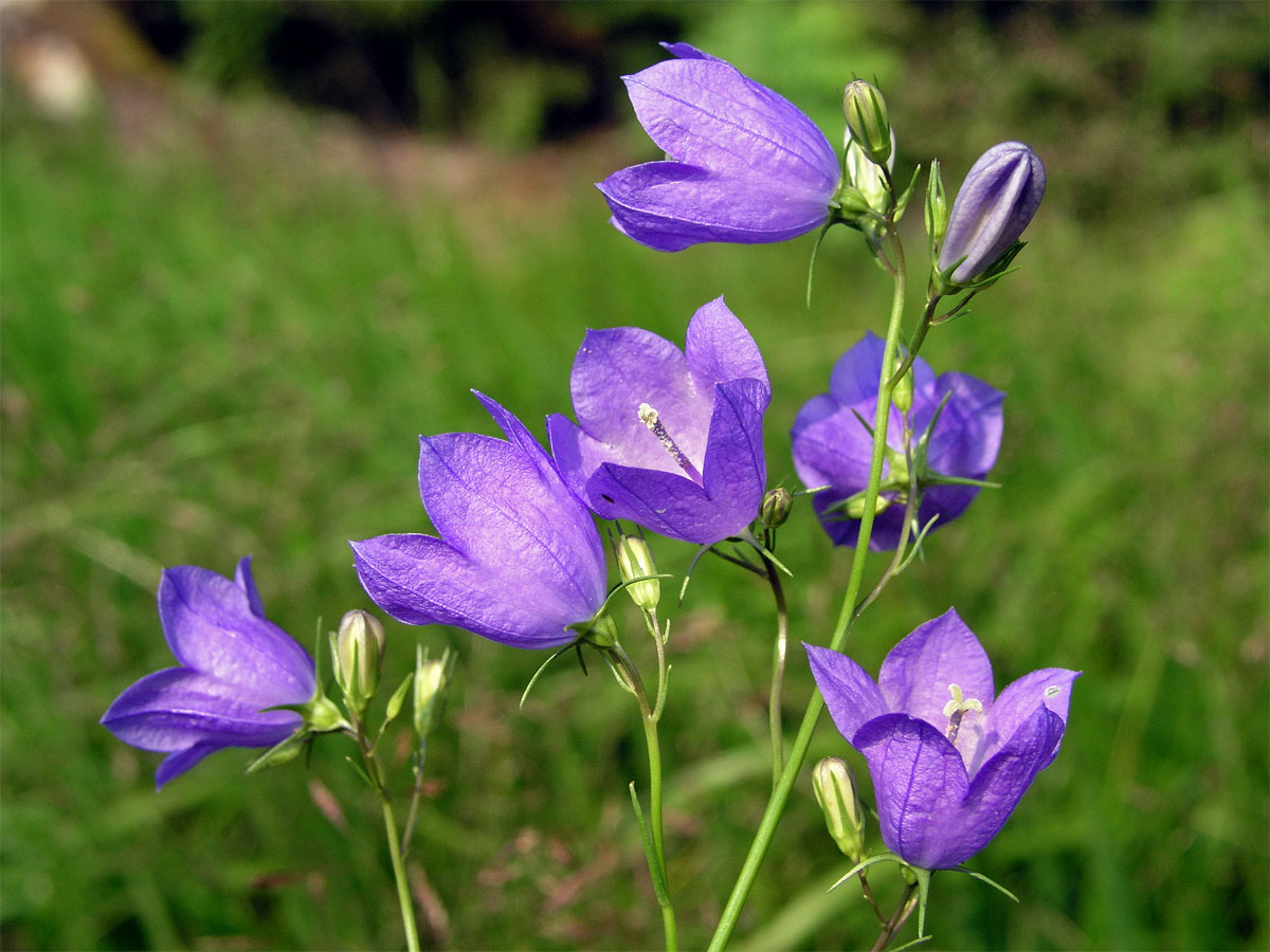 Zvonek broskvolistý (Campanula persicifolia L.)