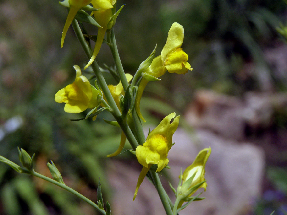 Lnice kručinkolistá (Linaria genistifolia (L.) Mill.)