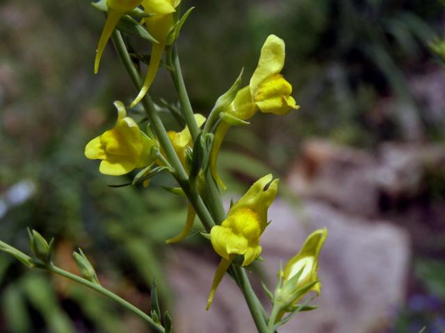 Lnice kručinkolistá (Linaria genistifolia (L.) Mill.)