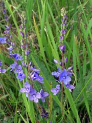 Rozrazil ožankový (Veronica teucrium L.)