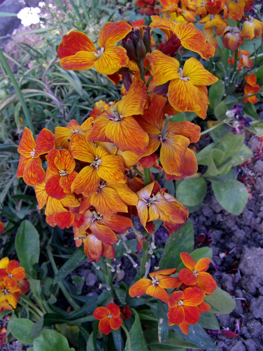 Fiala šedivá (Matthiola incana (L.) R. Br.)