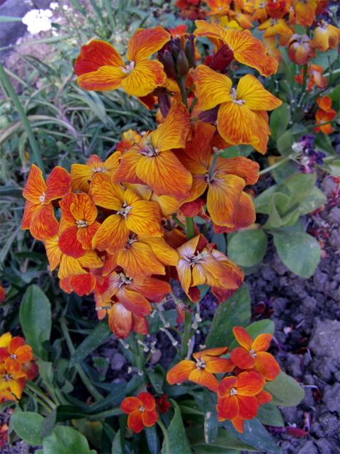 Fiala šedivá (Matthiola incana (L.) R. Br.)