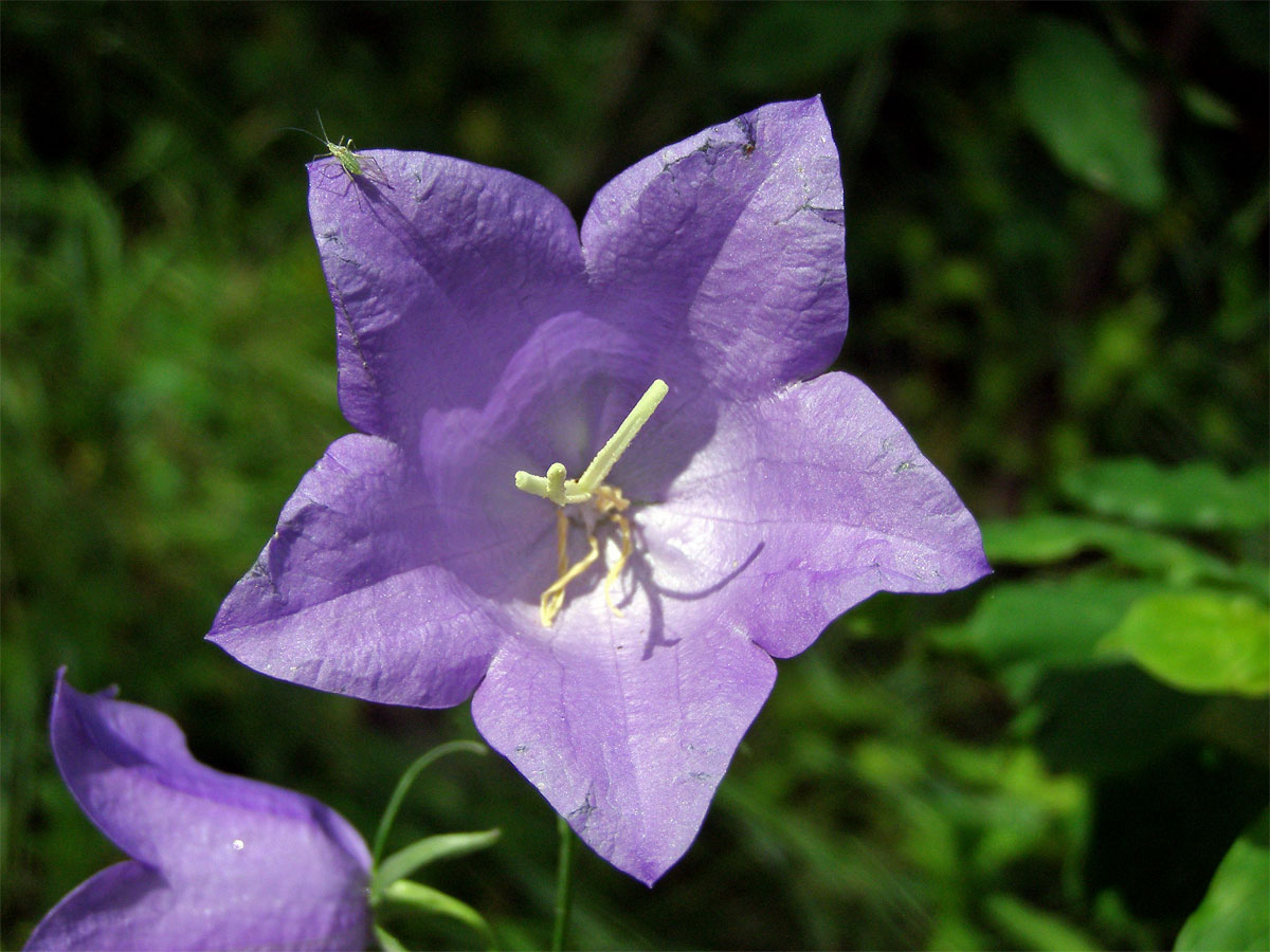 Zvonek broskvolistý (Campanula persicifolia L.)