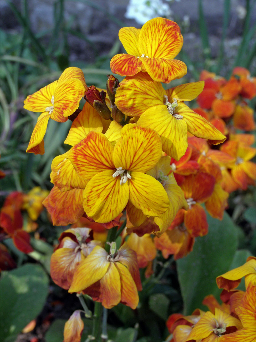 Fiala šedivá (Matthiola incana (L.) R. Br.)