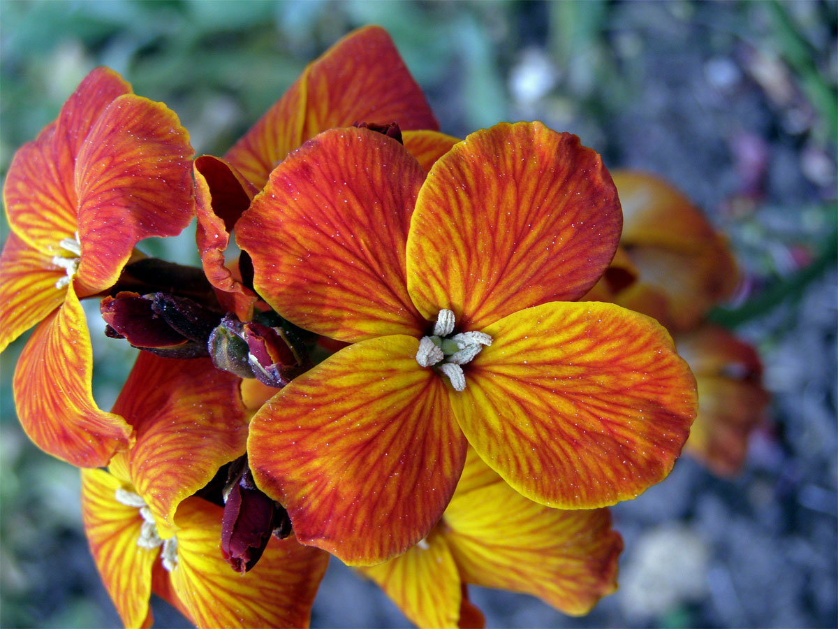 Fiala šedivá (Matthiola incana (L.) R. Br.)