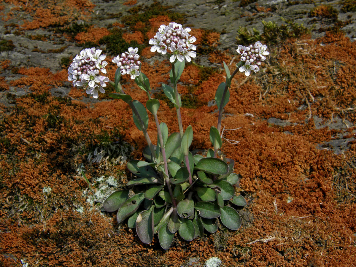 Penízek modravý (Thlaspi caerulescens J. Presl et C. Presl)