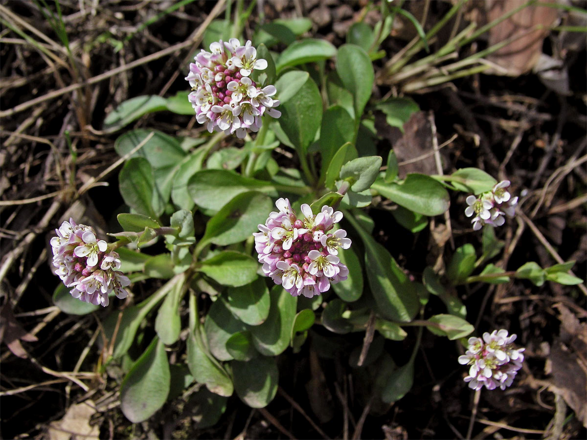 Penízek modravý (Thlaspi caerulescens J. Presl et C. Presl)