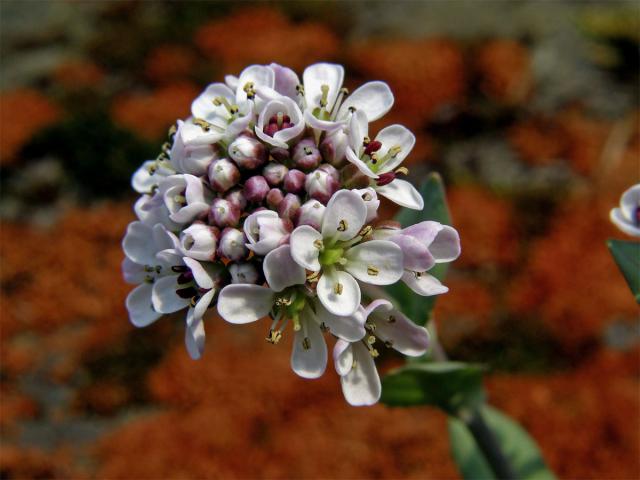 Penízek modravý (Thlaspi caerulescens J. Presl et C. Presl)