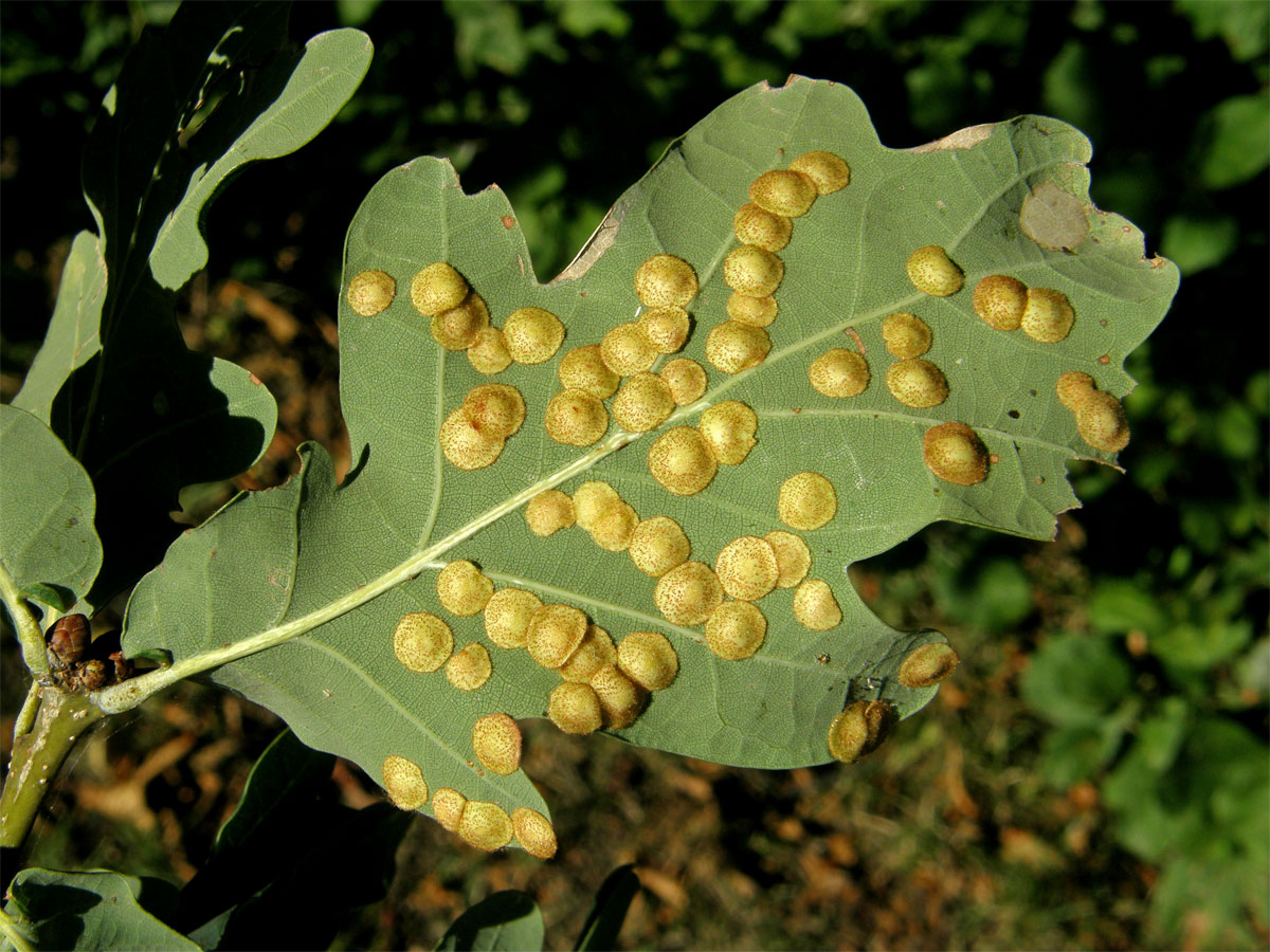 Hálky žlabatky hráškové (Neuroterus quercusbaccarum) - letní generace