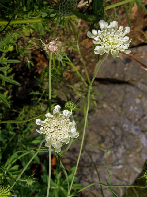 Hlaváč žlutavý (Scabiosa ochroleuca L.)