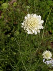 Hlaváč žlutavý (Scabiosa ochroleuca L.)