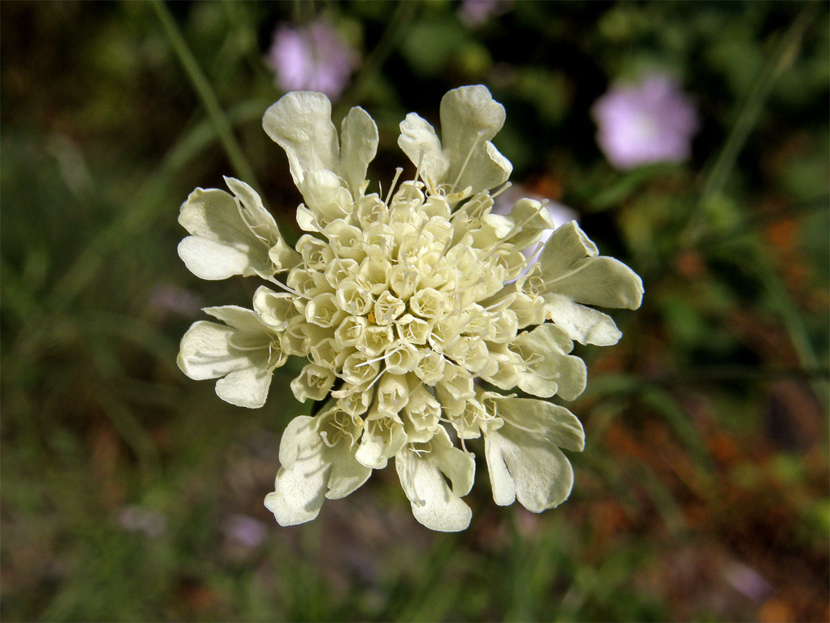 Hlaváč žlutavý (Scabiosa ochroleuca L.)