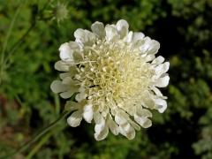 Hlaváč žlutavý (Scabiosa ochroleuca L.)