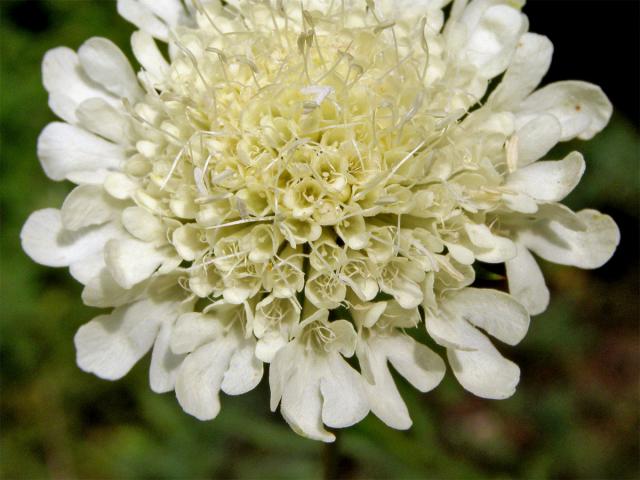 Hlaváč žlutavý (Scabiosa ochroleuca L.)