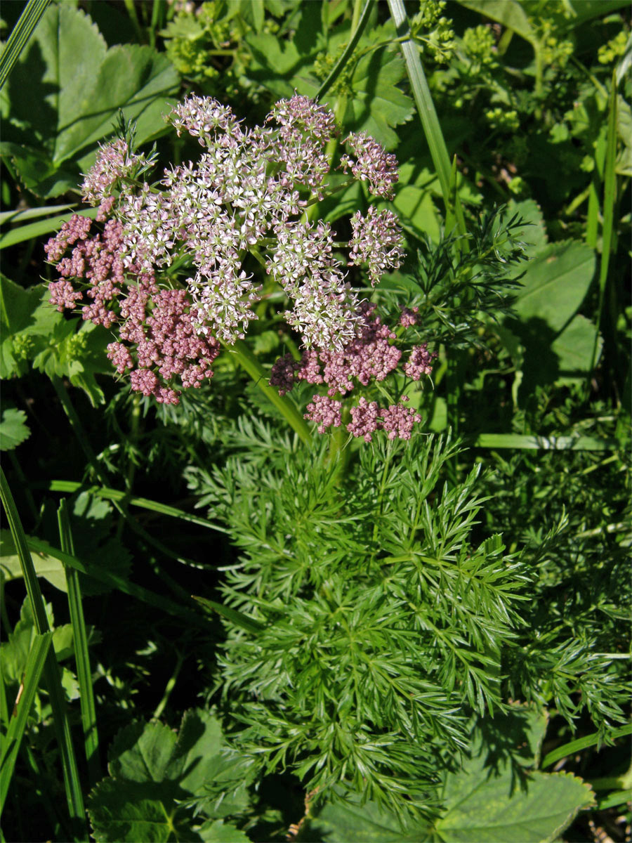 Koprníček bezobalný (Ligusticum mutellina (L.) Crantz)