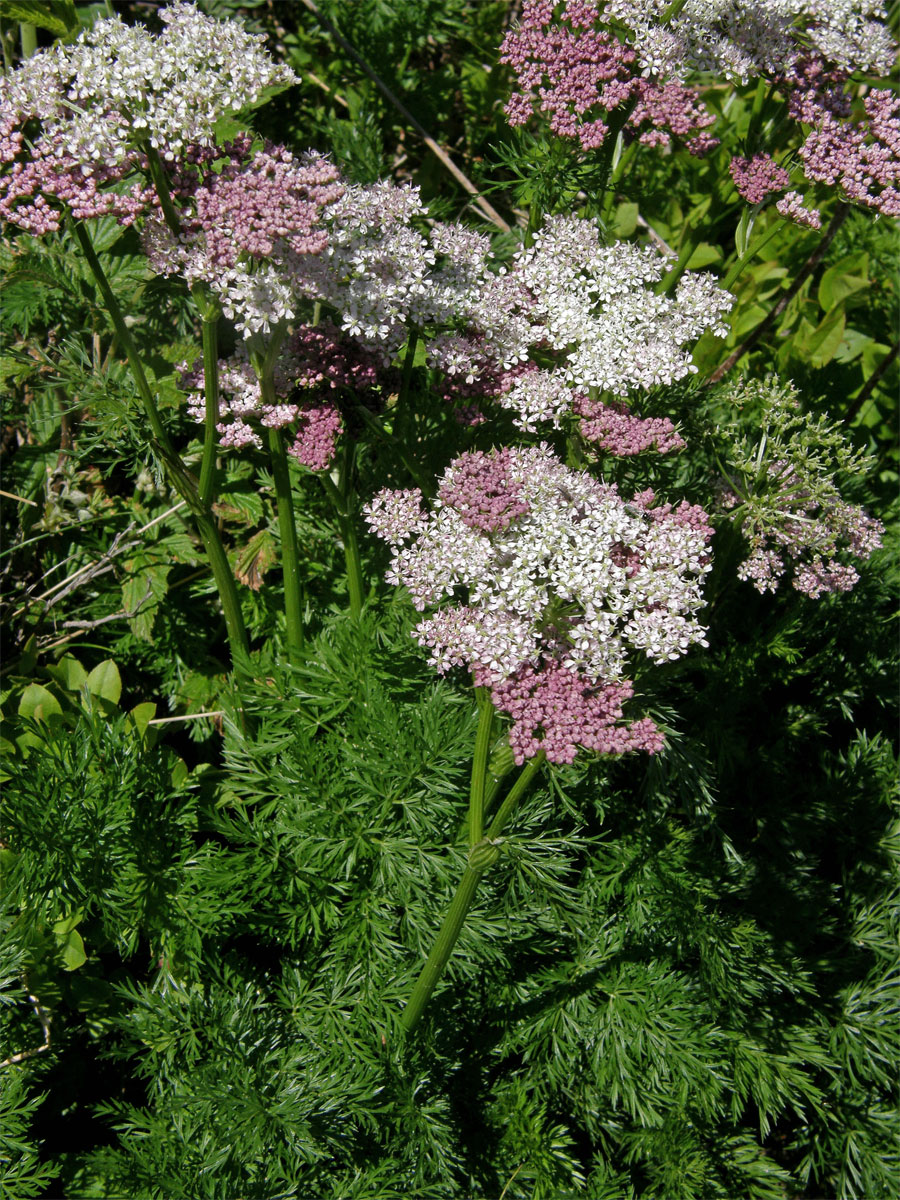 Koprníček bezobalný (Ligusticum mutellina (L.) Crantz)