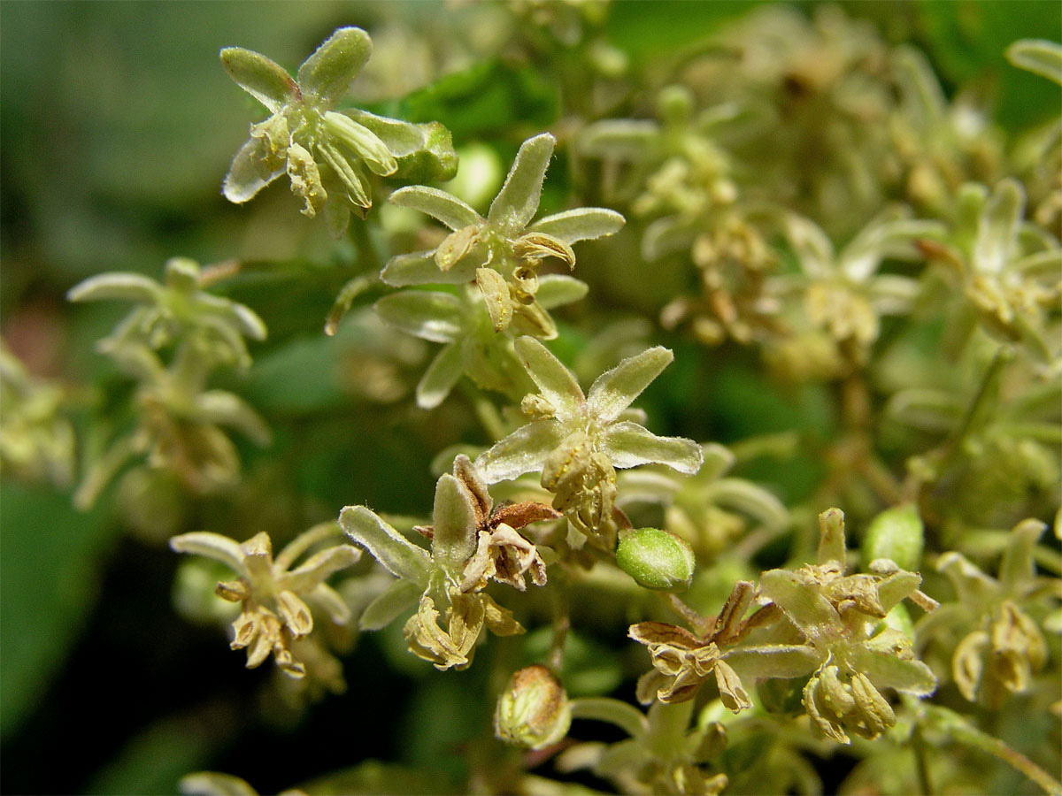 Chmel otáčivý (Humulus lupulus L.)