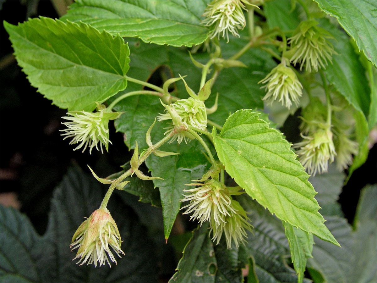 Chmel otáčivý (Humulus lupulus L.)