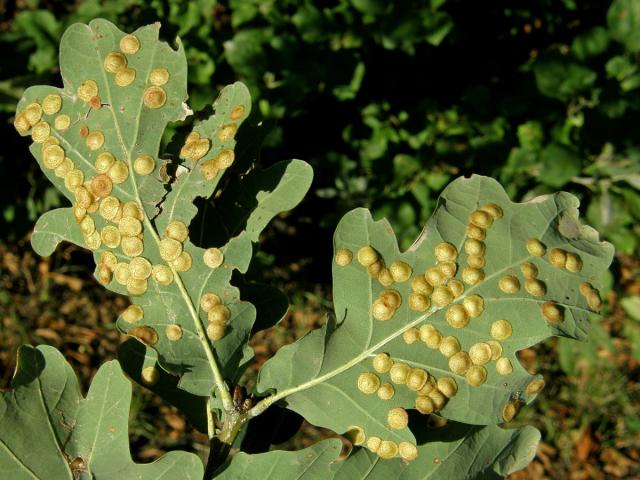 Hálky žlabatky hráškové (Neuroterus quercusbaccarum) - letní generace