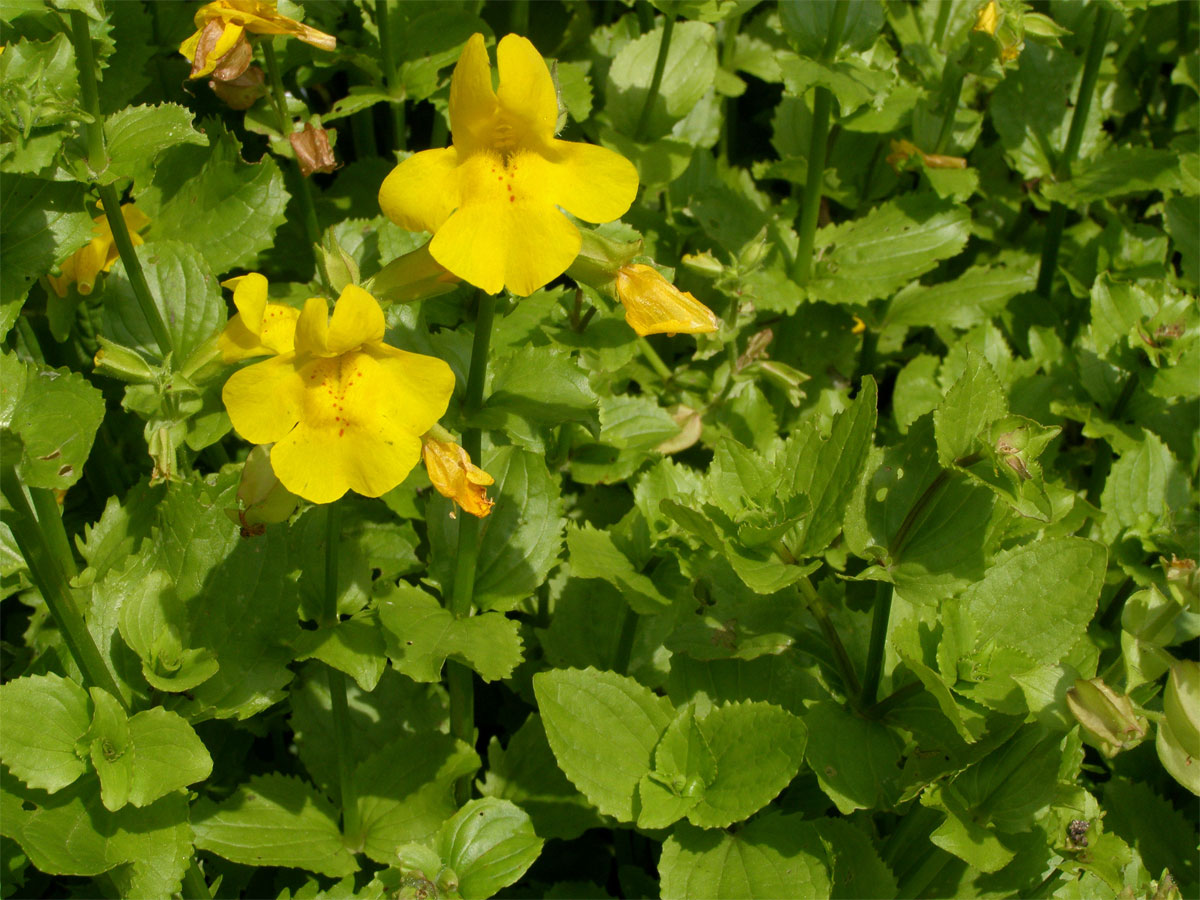 Kejklířka skvrnitá (Mimulus guttatus DC.)