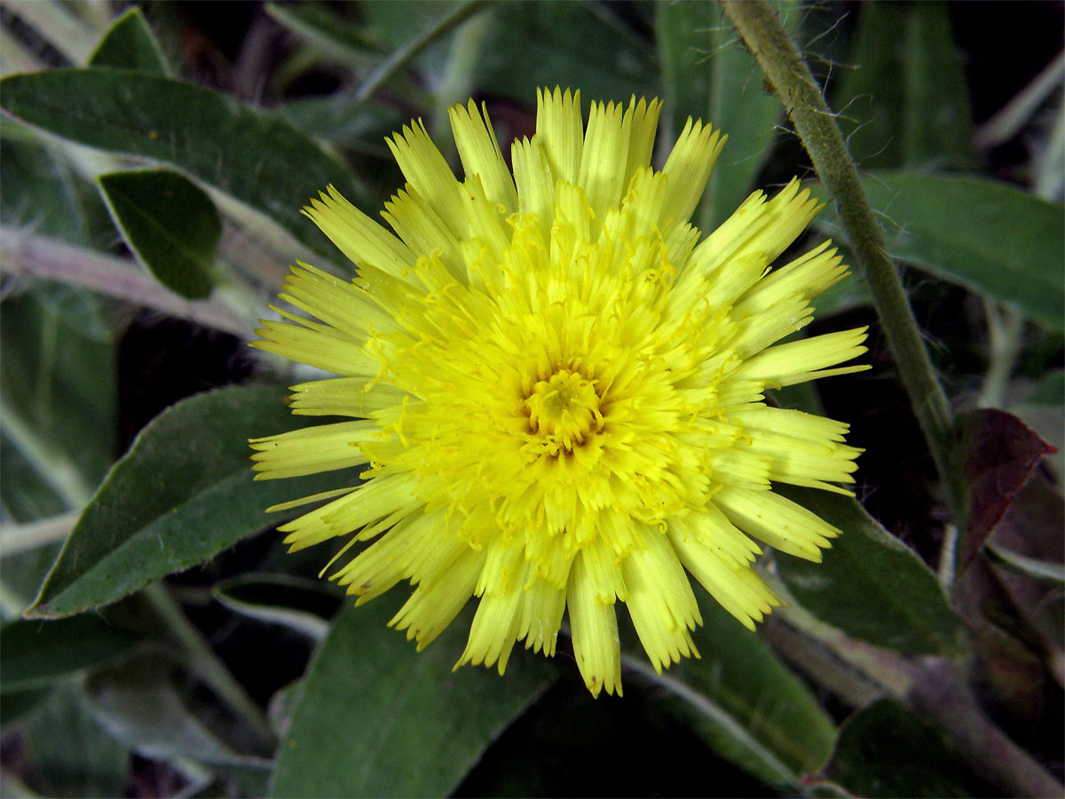 Jestřábník bičovitý (Hieracium calomastix Peter)