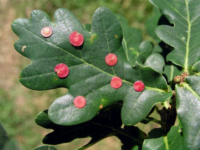 Hálky žlabatky hráškové (Neuroterus quercusbaccarum) - letní generace