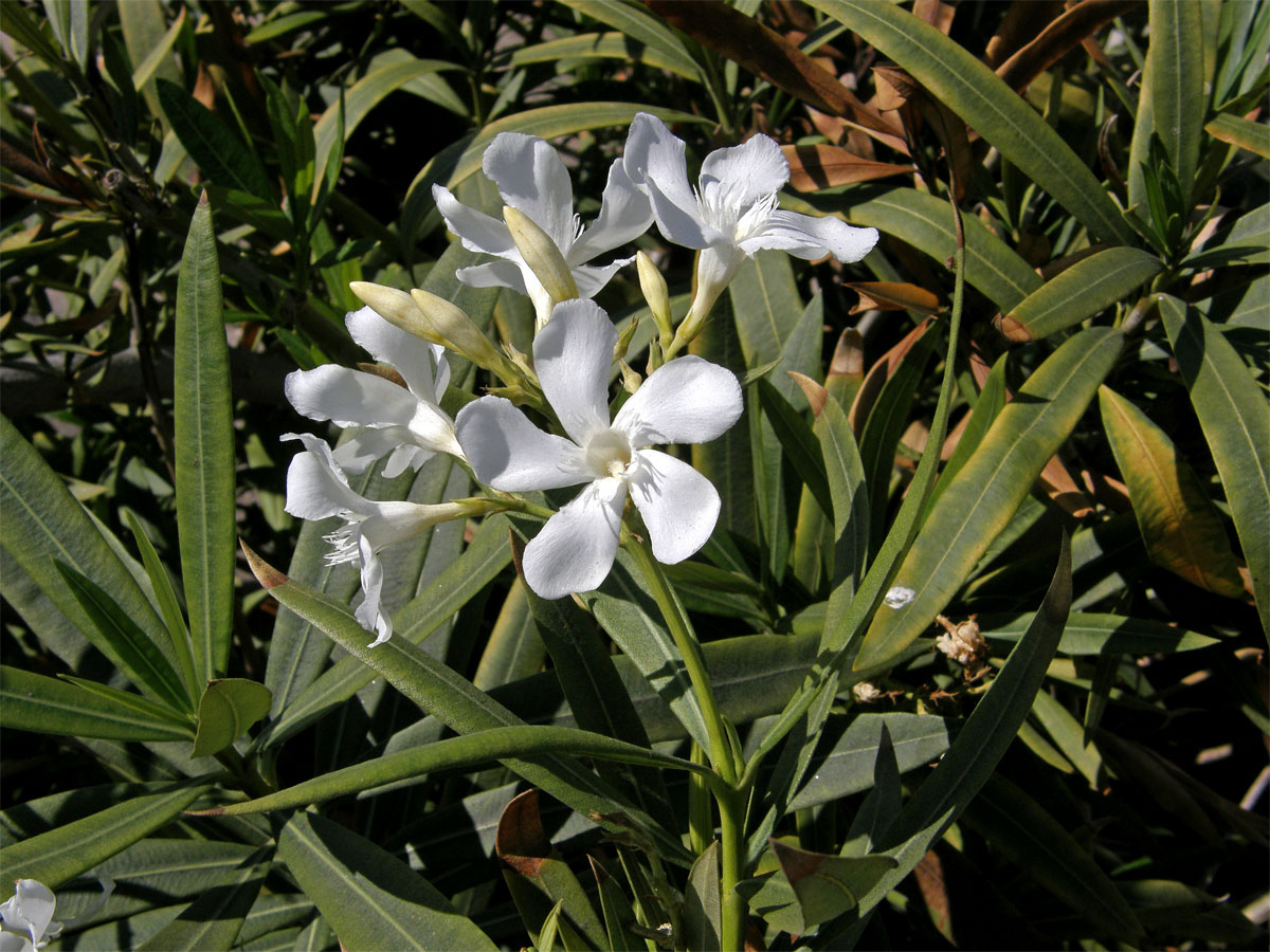 Oleandr obecný (Nerium oleander L.)