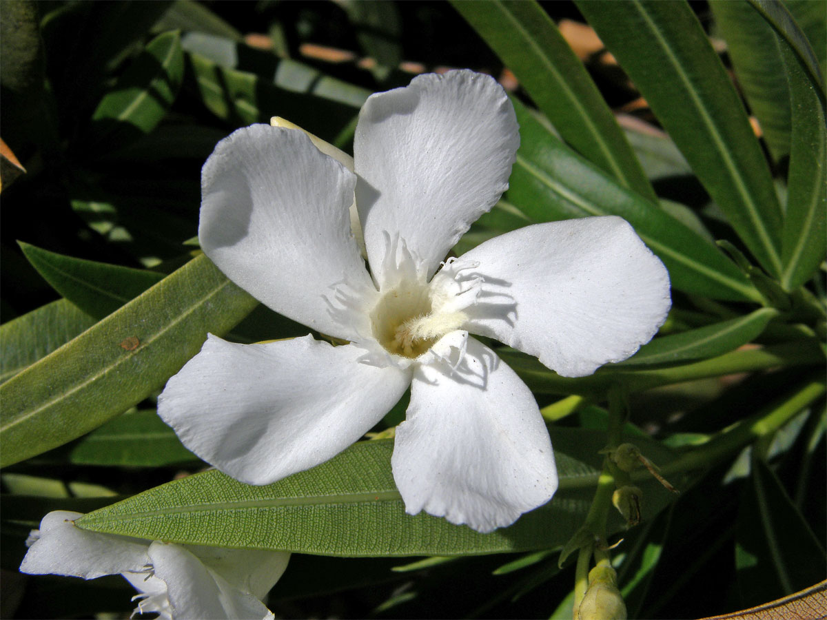 Oleandr obecný (Nerium oleander L.)