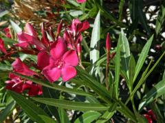 Oleandr obecný (Nerium oleander L.)