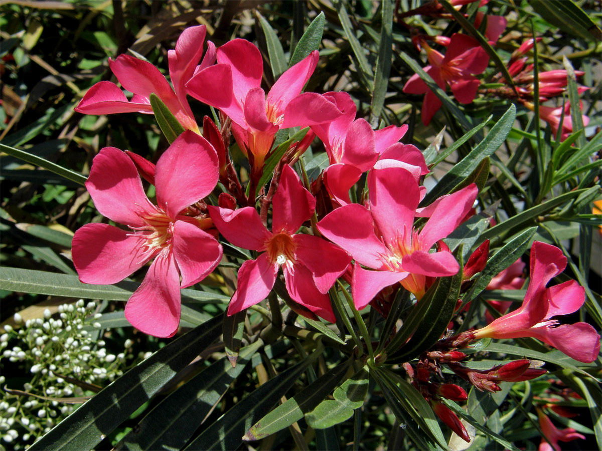 Oleandr obecný (Nerium oleander L.)