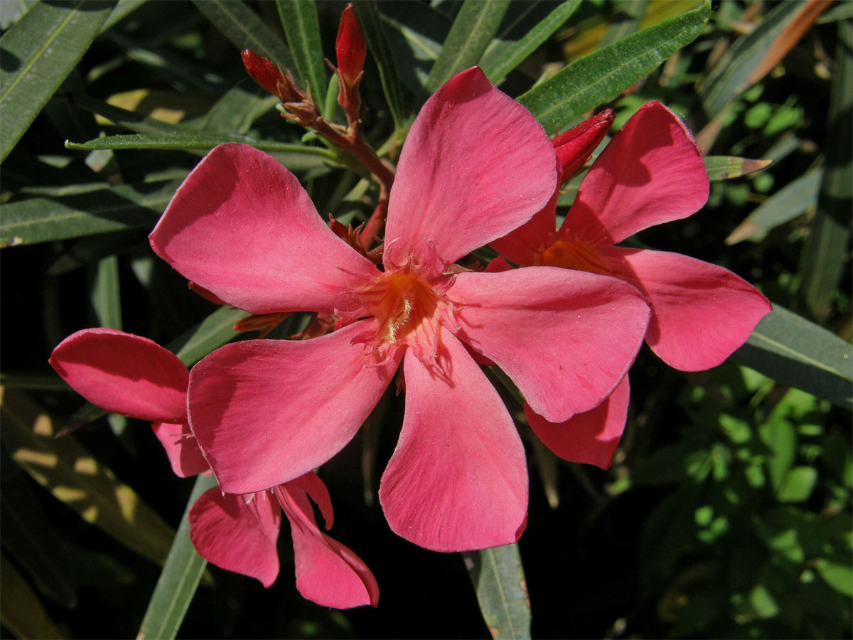 Oleandr obecný (Nerium oleander L.)