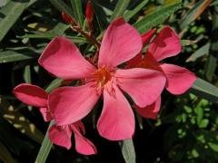 Oleandr obecný (Nerium oleander L.)