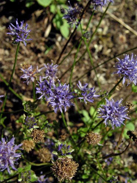 Pavinec horský (Jasione montana L.)