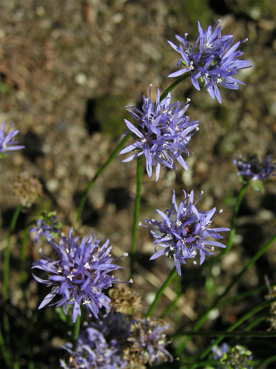 Pavinec horský (Jasione montana L.)