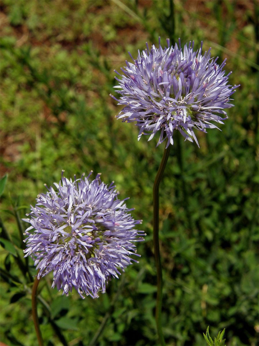 Pavinec horský (Jasione montana L.)