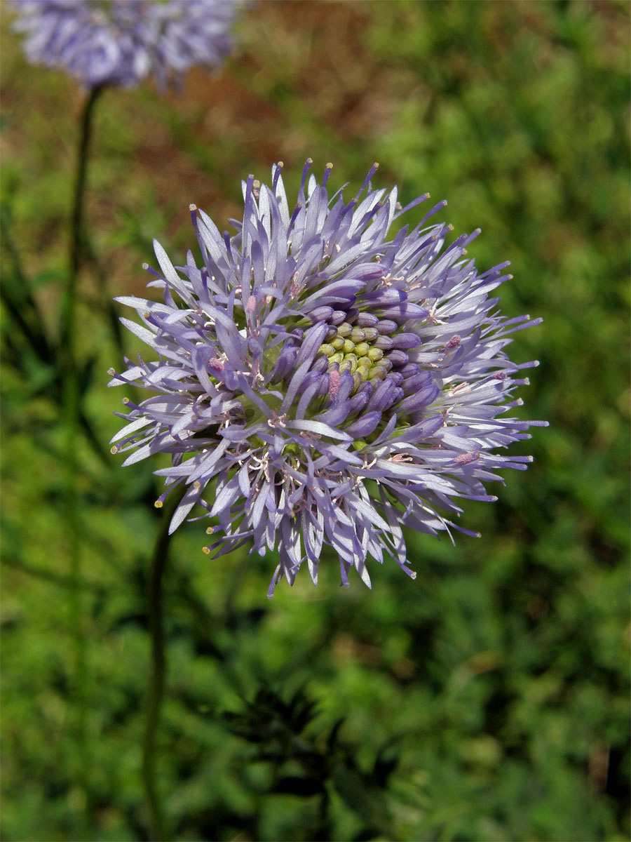 Pavinec horský (Jasione montana L.)