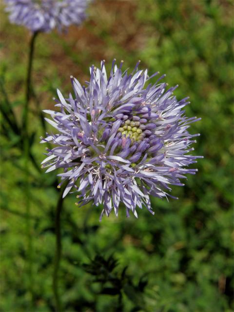 Pavinec horský (Jasione montana L.)