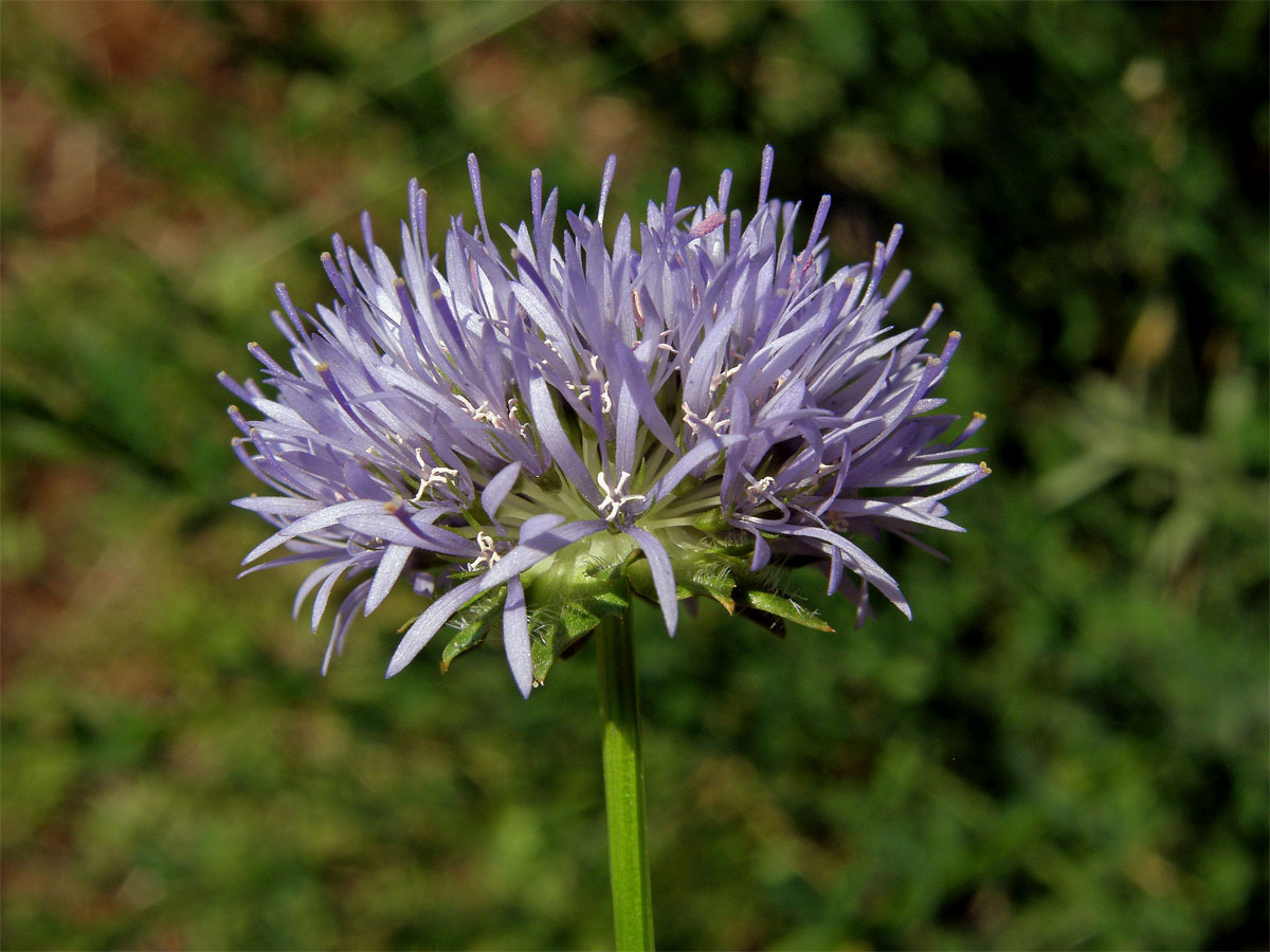 Pavinec horský (Jasione montana L.)