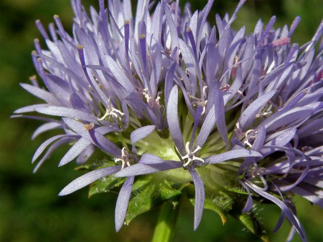 Pavinec horský (Jasione montana L.)