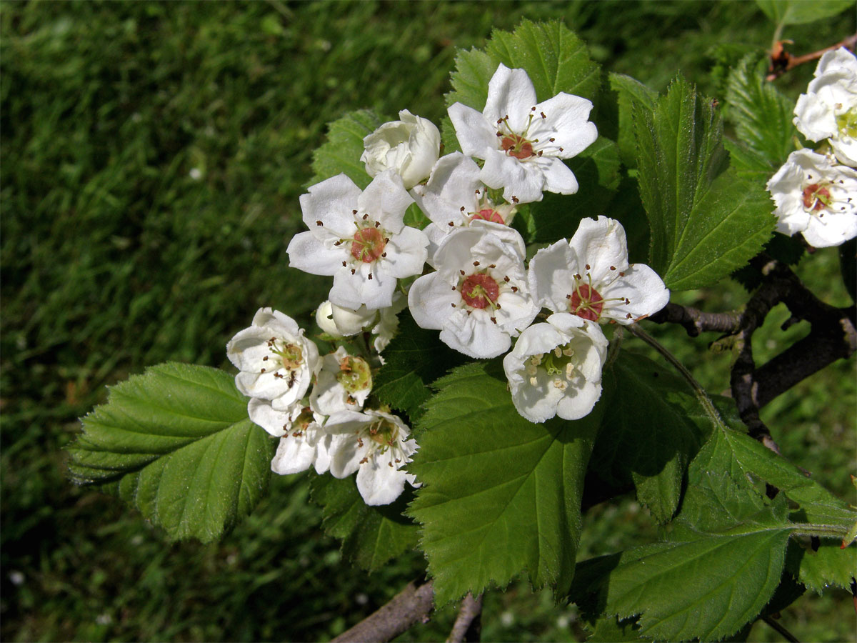 Hloh břekolistý (Crataegus pecidellata Sarg.)