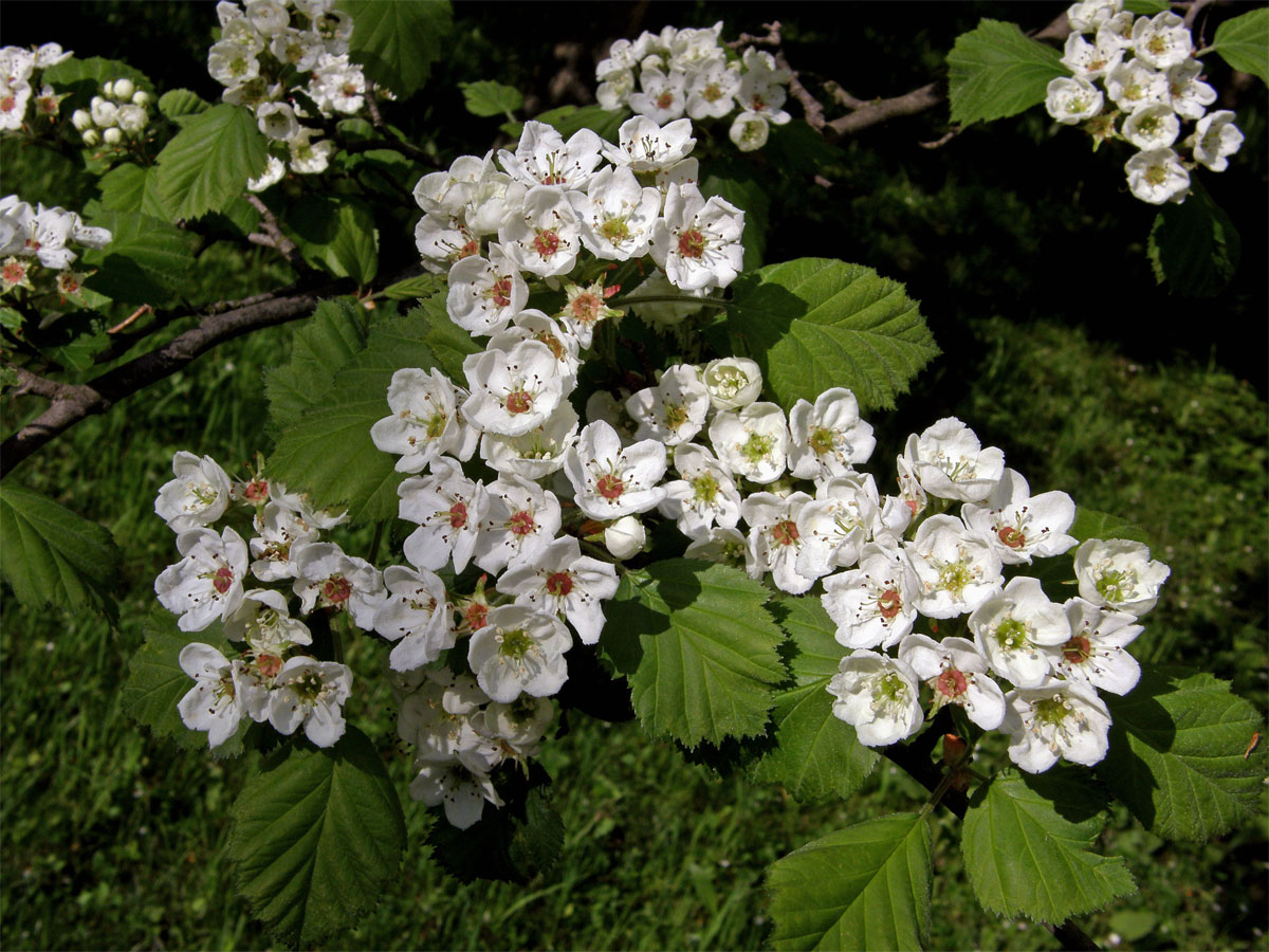 Hloh břekolistý (Crataegus pecidellata Sarg.)