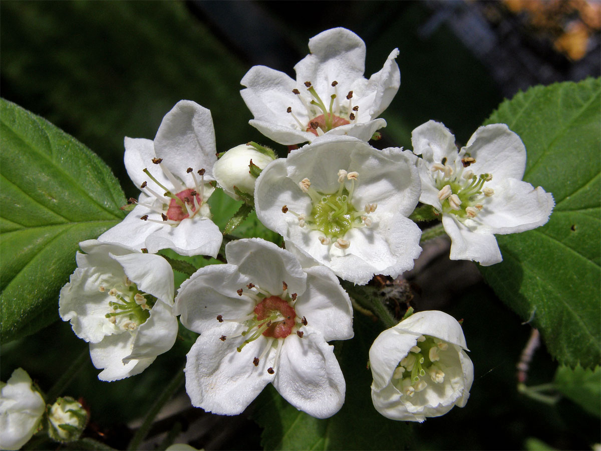 Hloh břekolistý (Crataegus pecidellata Sarg.)