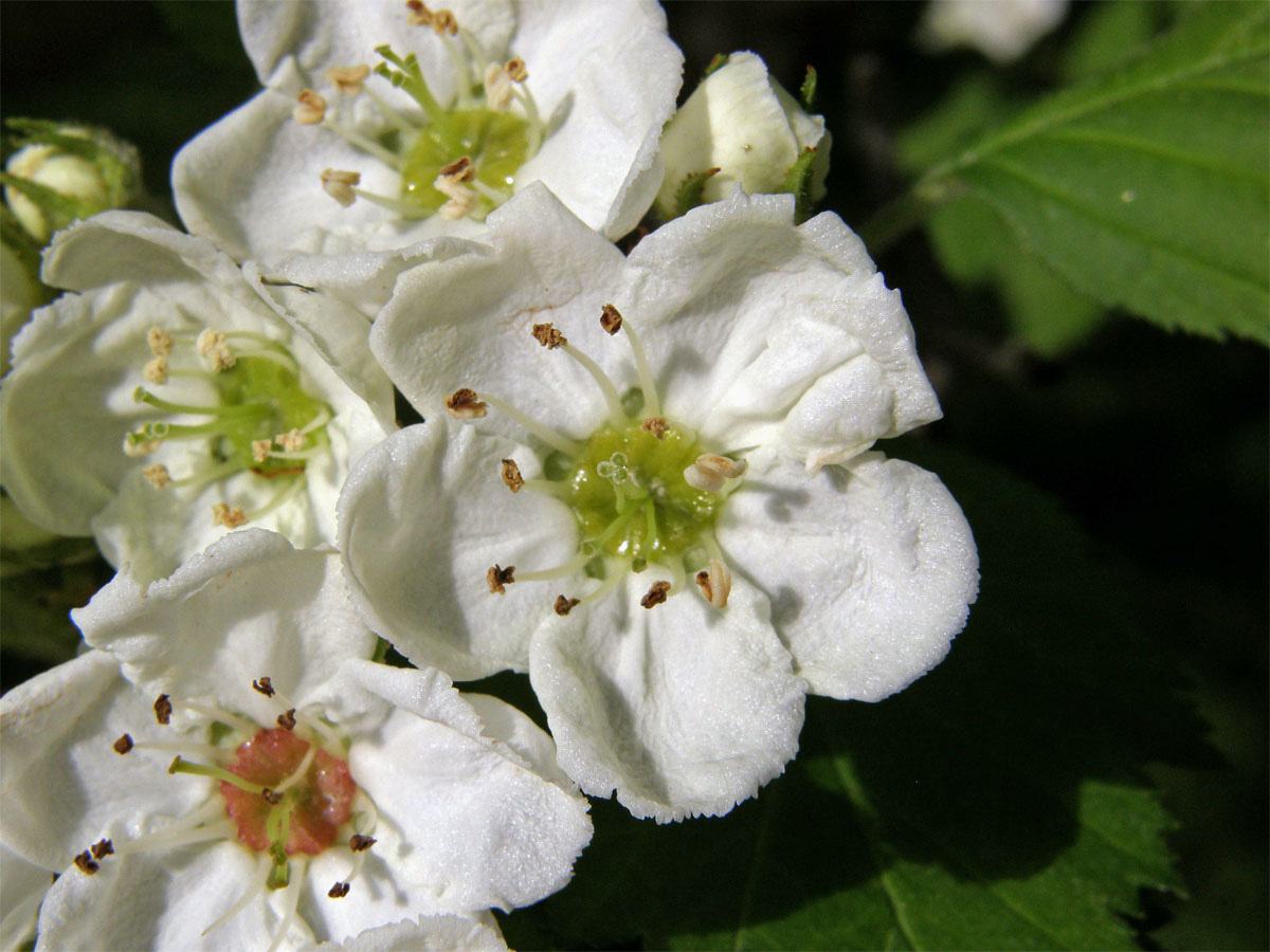 Hloh břekolistý (Crataegus pecidellata Sarg.)