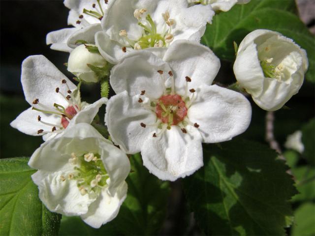 Hloh břekolistý (Crataegus pecidellata Sarg.)