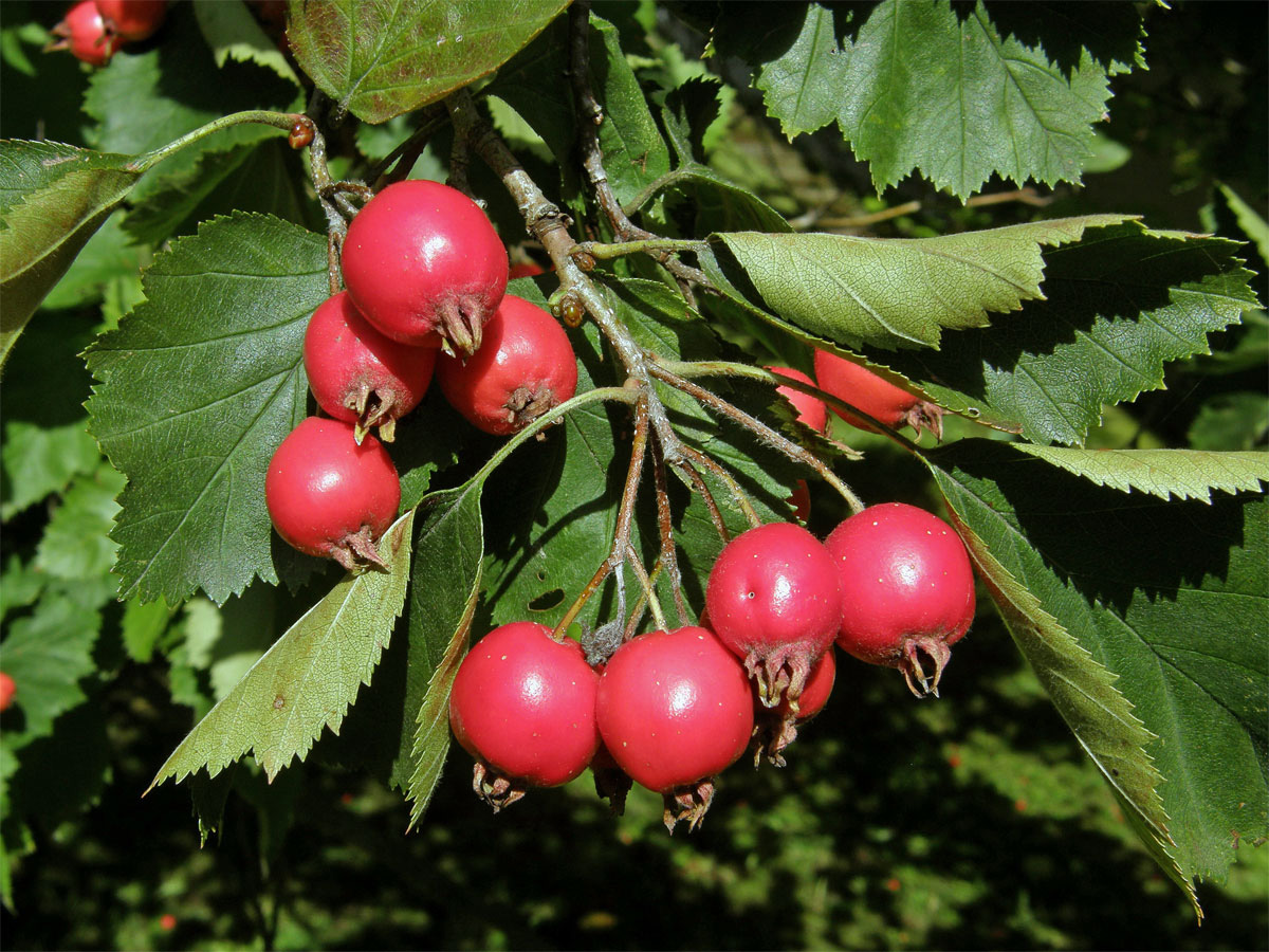 Hloh břekolistý (Crataegus pecidellata Sarg.)